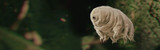 Tardigrade-Tough Technology for Extreme Environments