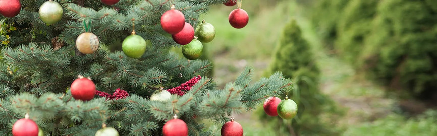 Oh Tannenbaum: A Forestry Friday for Christmas Trees Oh Tannenbaum: A Forestry Friday for Christmas Trees