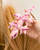 Gecko 1