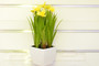Daffodil Flowers