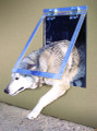 Big Dog Door™