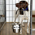 The 6 Quart Stainless Steel Pail System is a high-capacity stainless steel dog kennel water pail sized for large to extra large dogs in fixed kennel environments where water demand is significant.