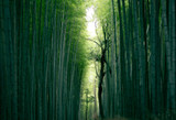 Insight: Bamboo Piksters – An Eco-Friendly Choice for Teeth
