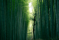 Insight: Bamboo Piksters – An Eco-Friendly Choice for Teeth