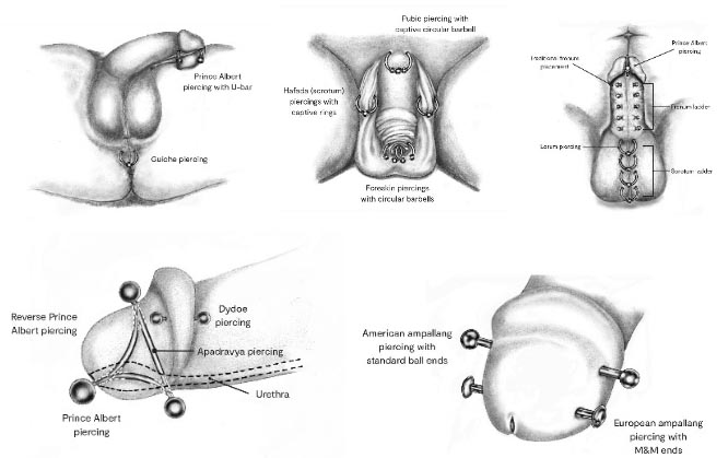 Wholesale pierced penis jewelry With A Variety Of Different Sizes