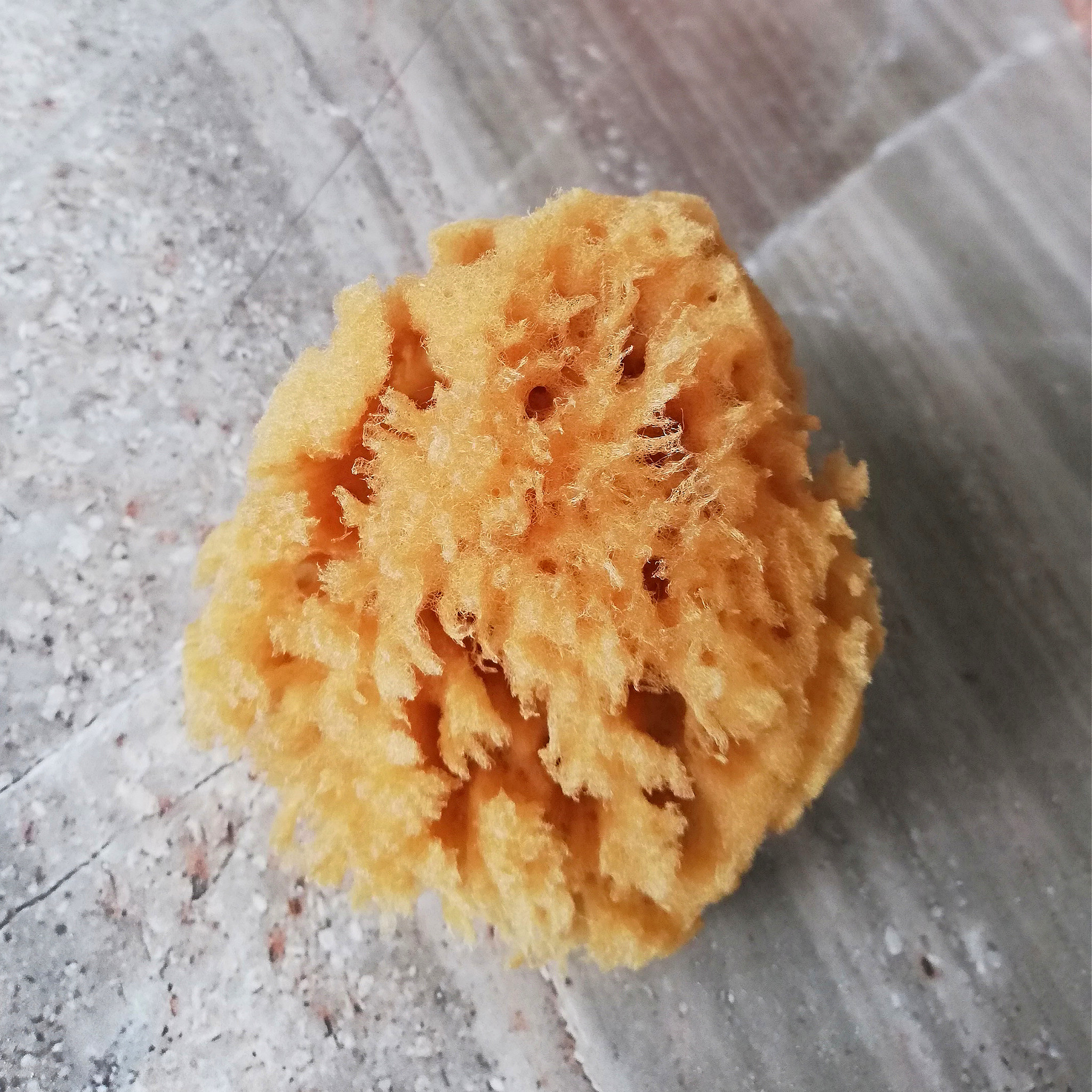 Organic Baby Bath Sea Sponge - Honeycomb