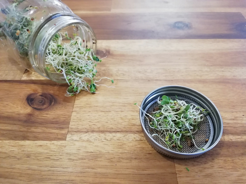 Sprouting Plastic-Free Change - Reusable Lid to Grow Your Own Sprouts
