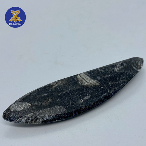 Orthoceras Fossil-1.2