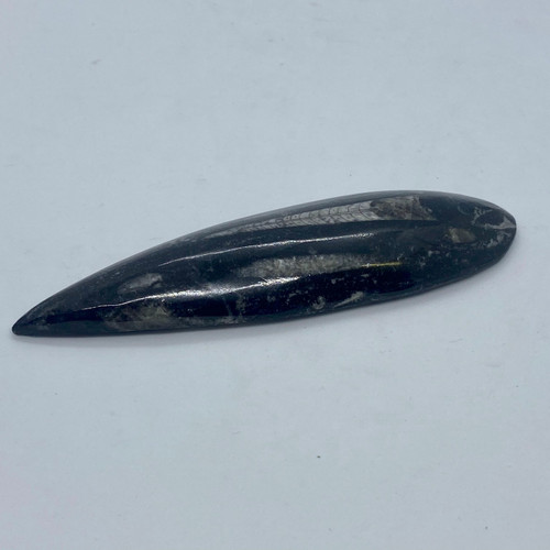 Orthoceras Fossil-1.4