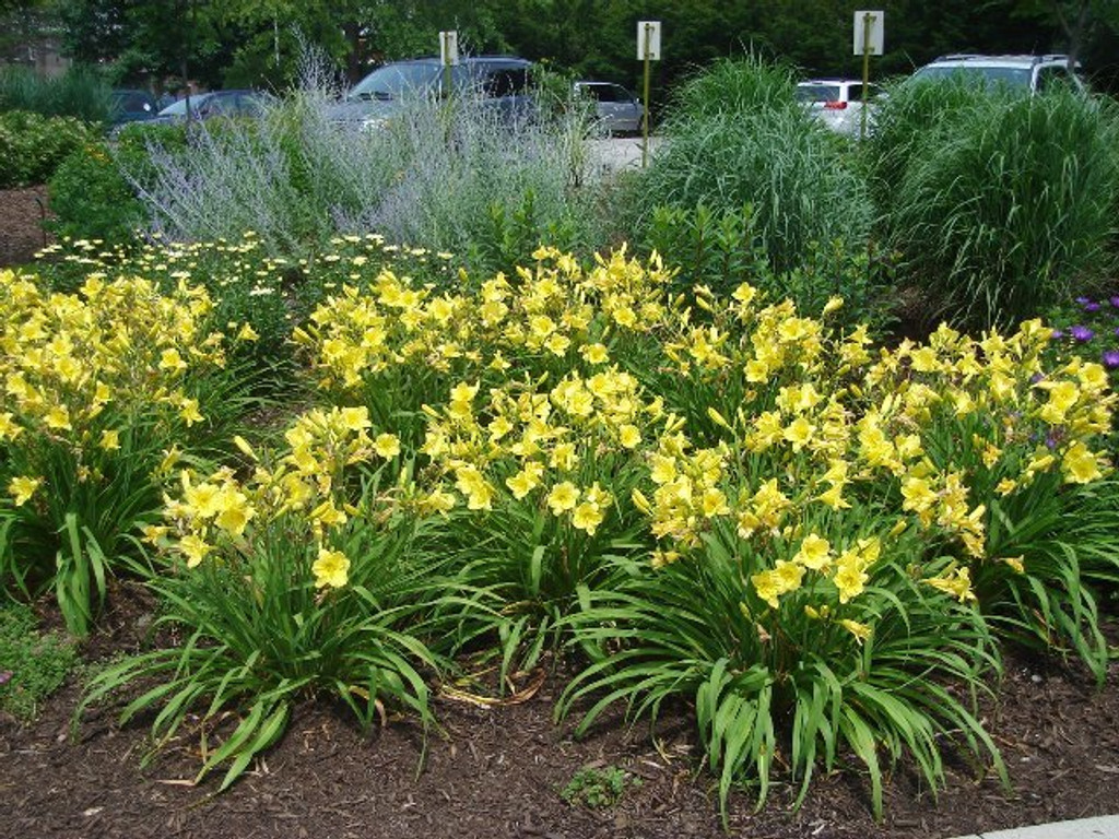 Yellow Daylilies in full bloom