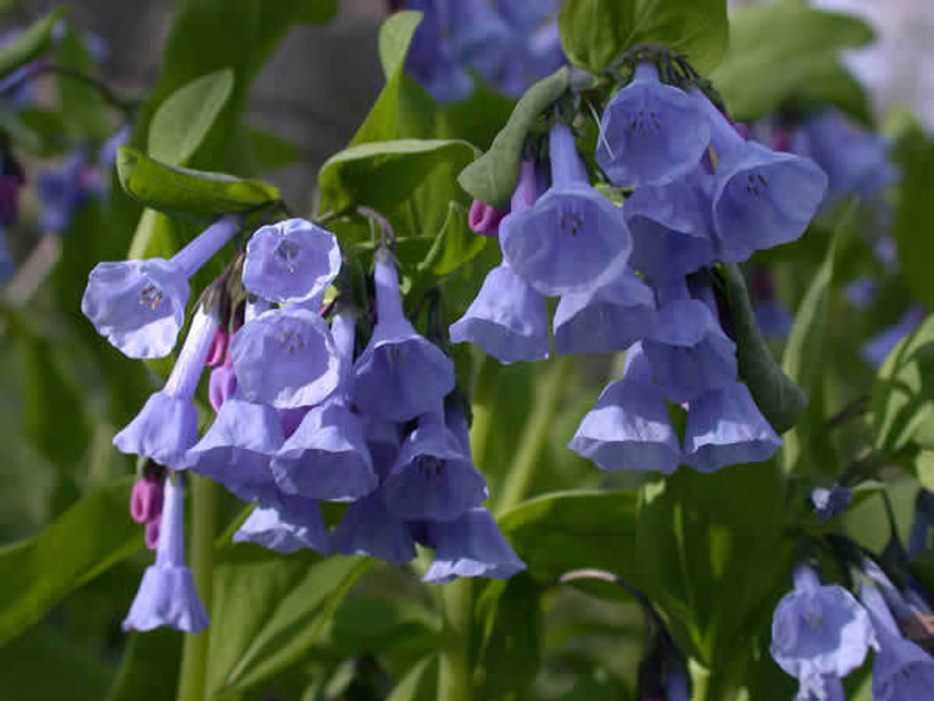 Virginia Bluebells for sale online