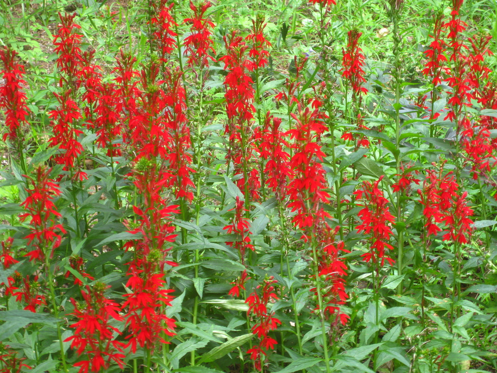 red Cardinal Flower are perennial flowers that grow well in wet locations.