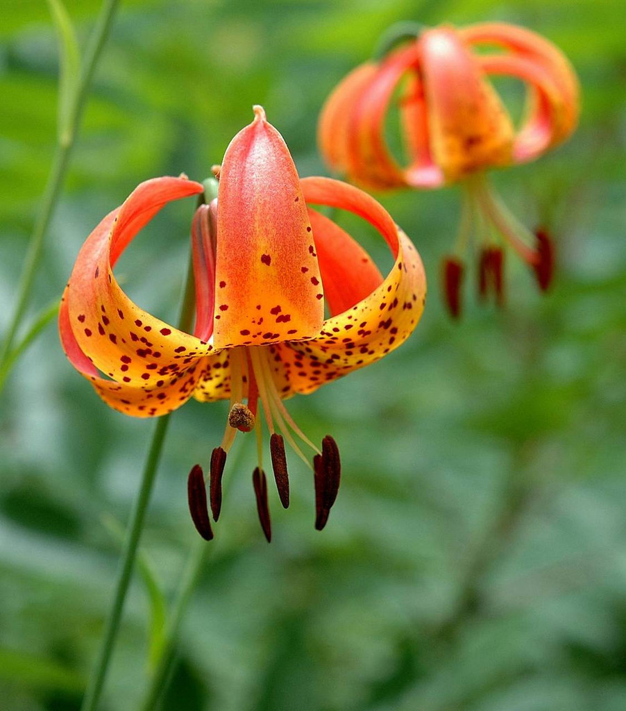 Turk's Cap Lily for sale online