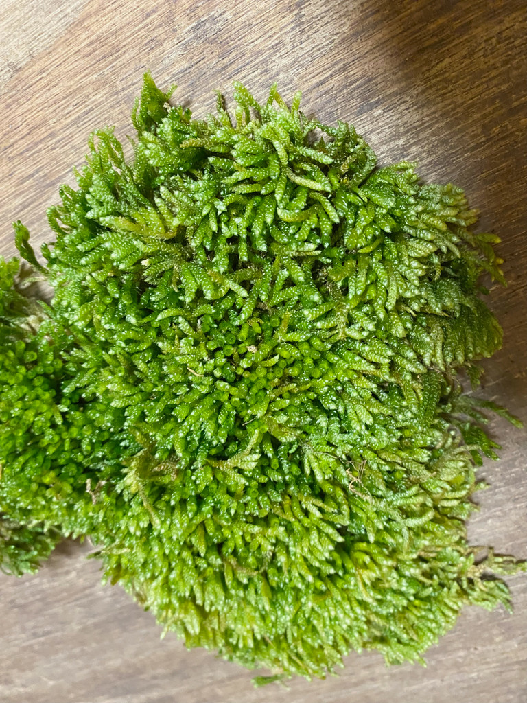Buy Live Carpet Moss Online Freshly Harvested Moss