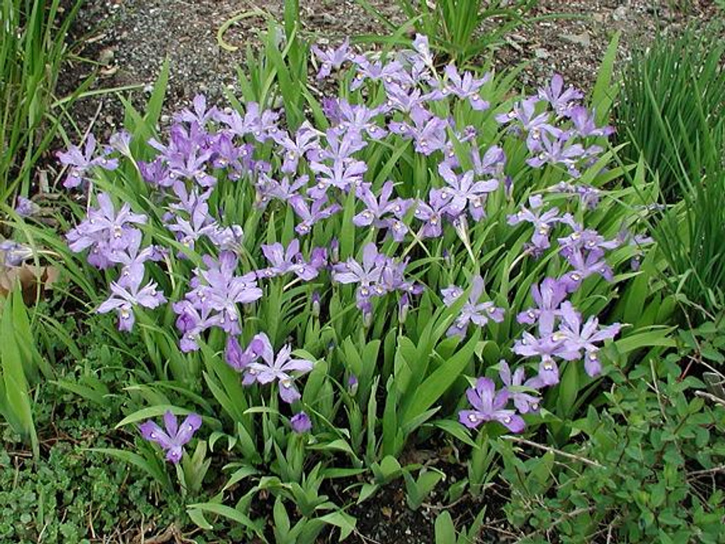 iris cristata
