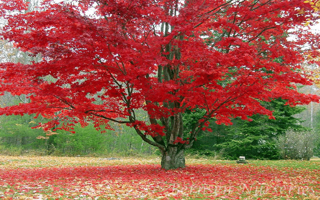 mature tree types red maple tree