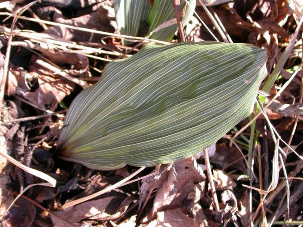 Adam and eve orchids grow in woodland areas.