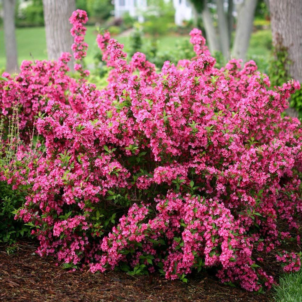 The Pink Weigela is a cultivar of the Weigela florida species native to Japan, Korea, and China.
