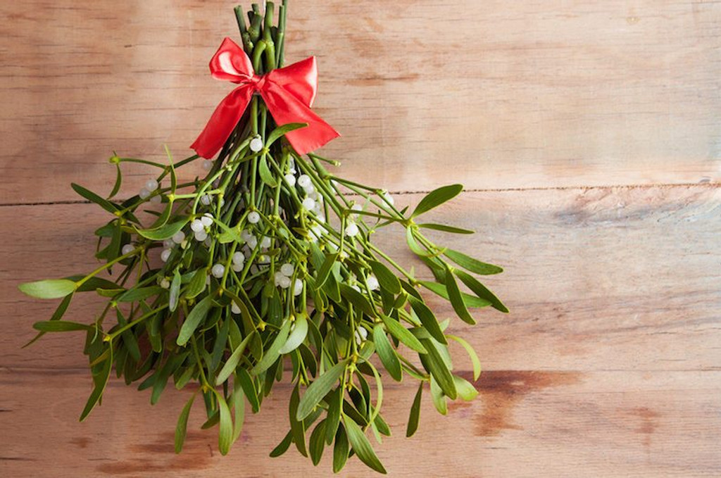 Mistletoe adds a festive and romantic touch to holiday decorations and can be a fun tradition to include in your Christmas celebrations.


