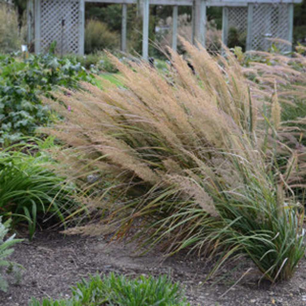 feathered reed grass for sale