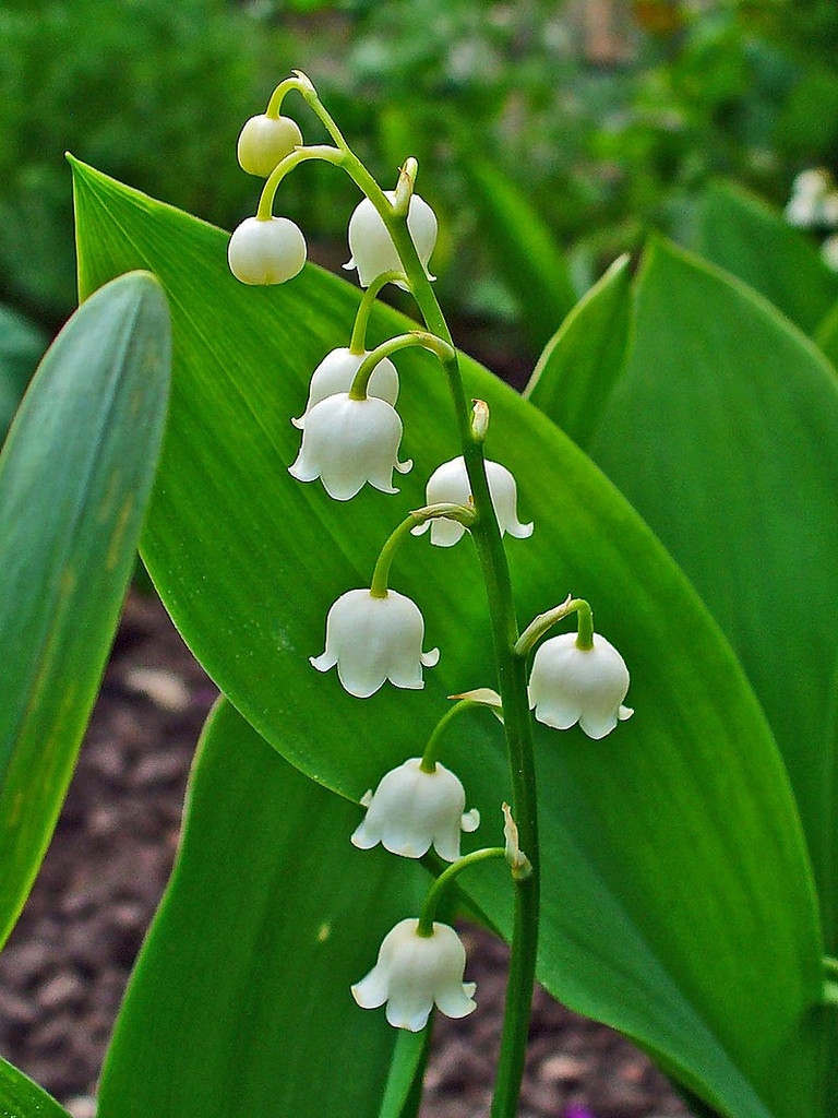Lily of the valley plant for sale