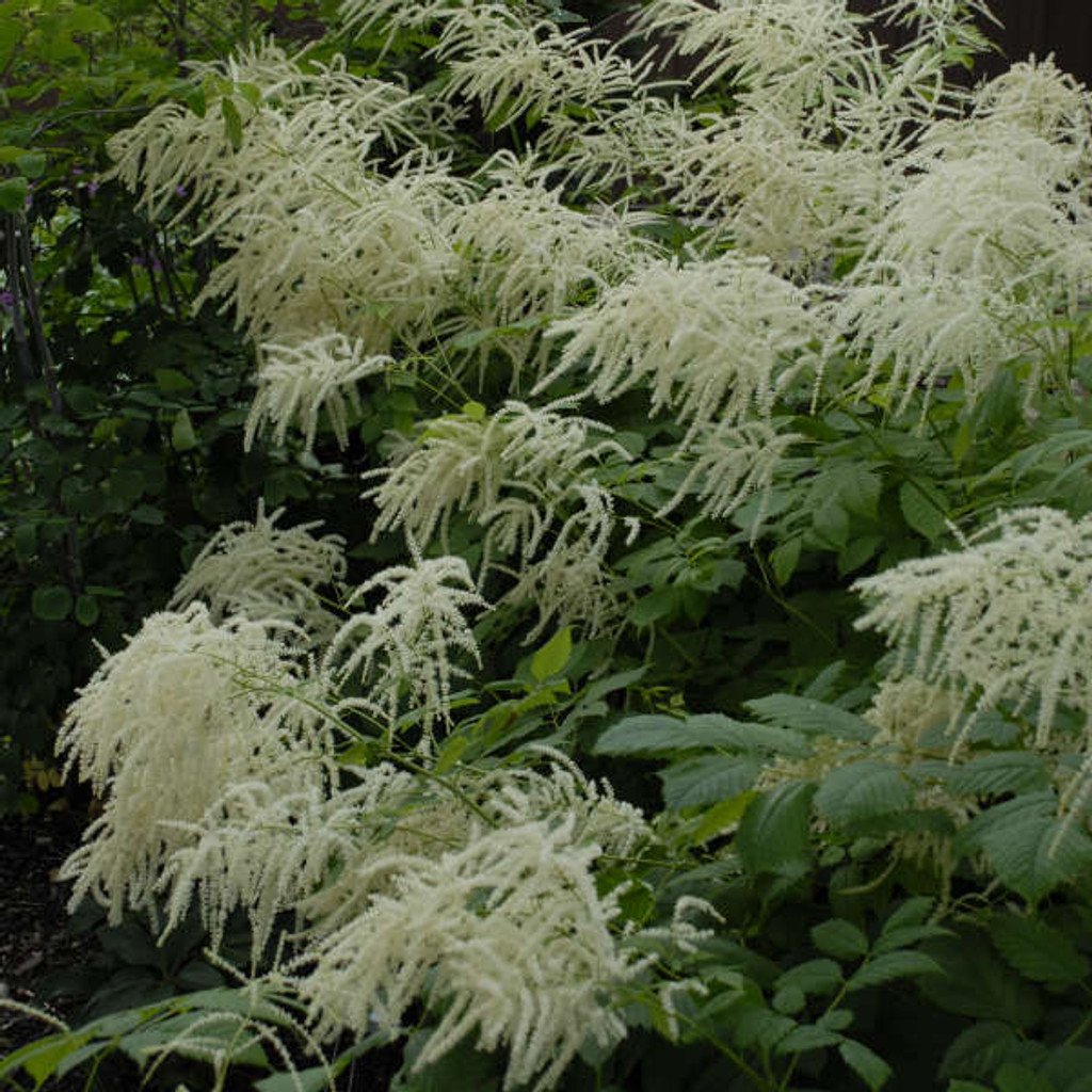 Goats Beard will make a lovely natural looking flowering plant add to a garden and also around a water garden.