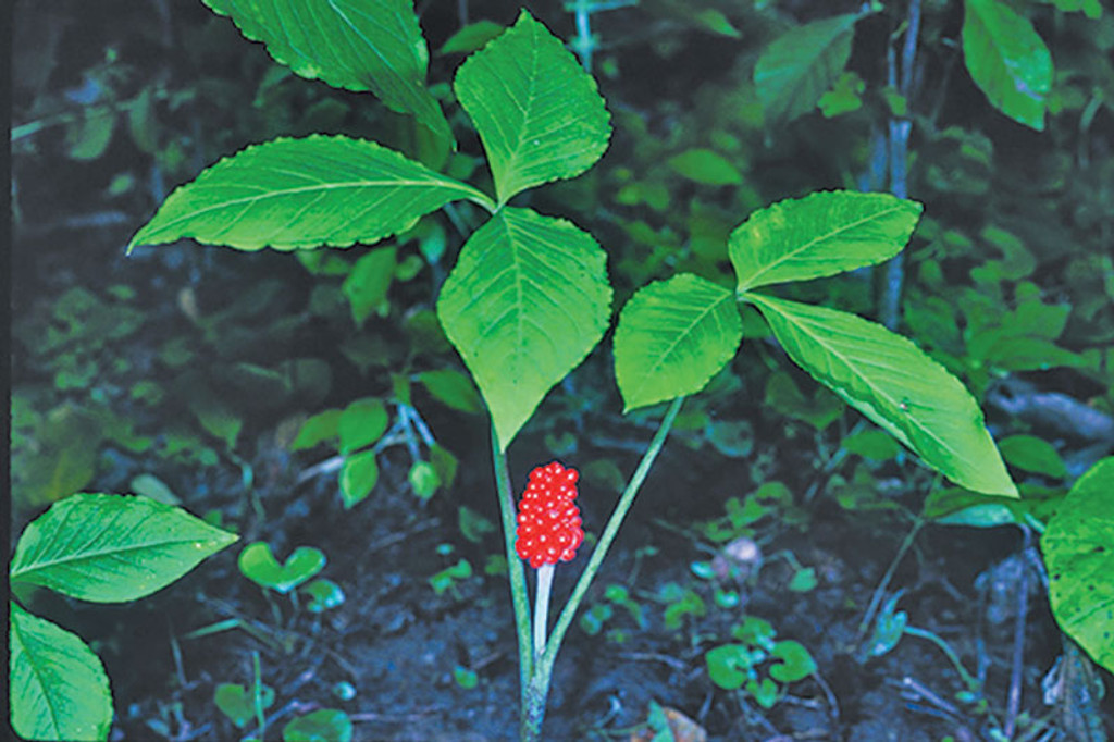 Jack In The Pulpit plant