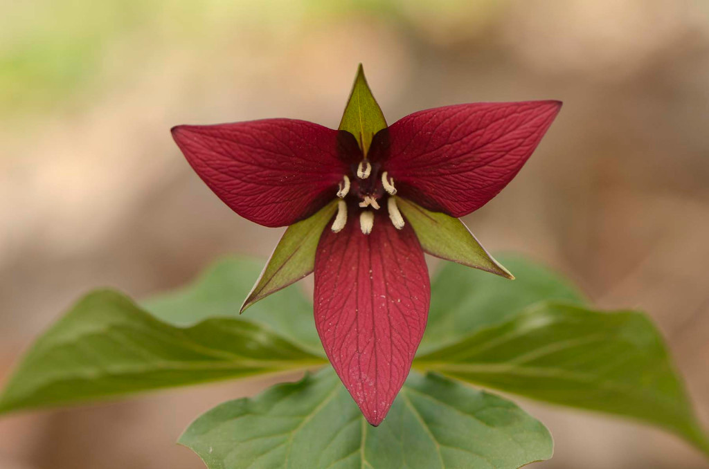 Buy Doll Eye Plant Wholesale Perennial Nursery Co