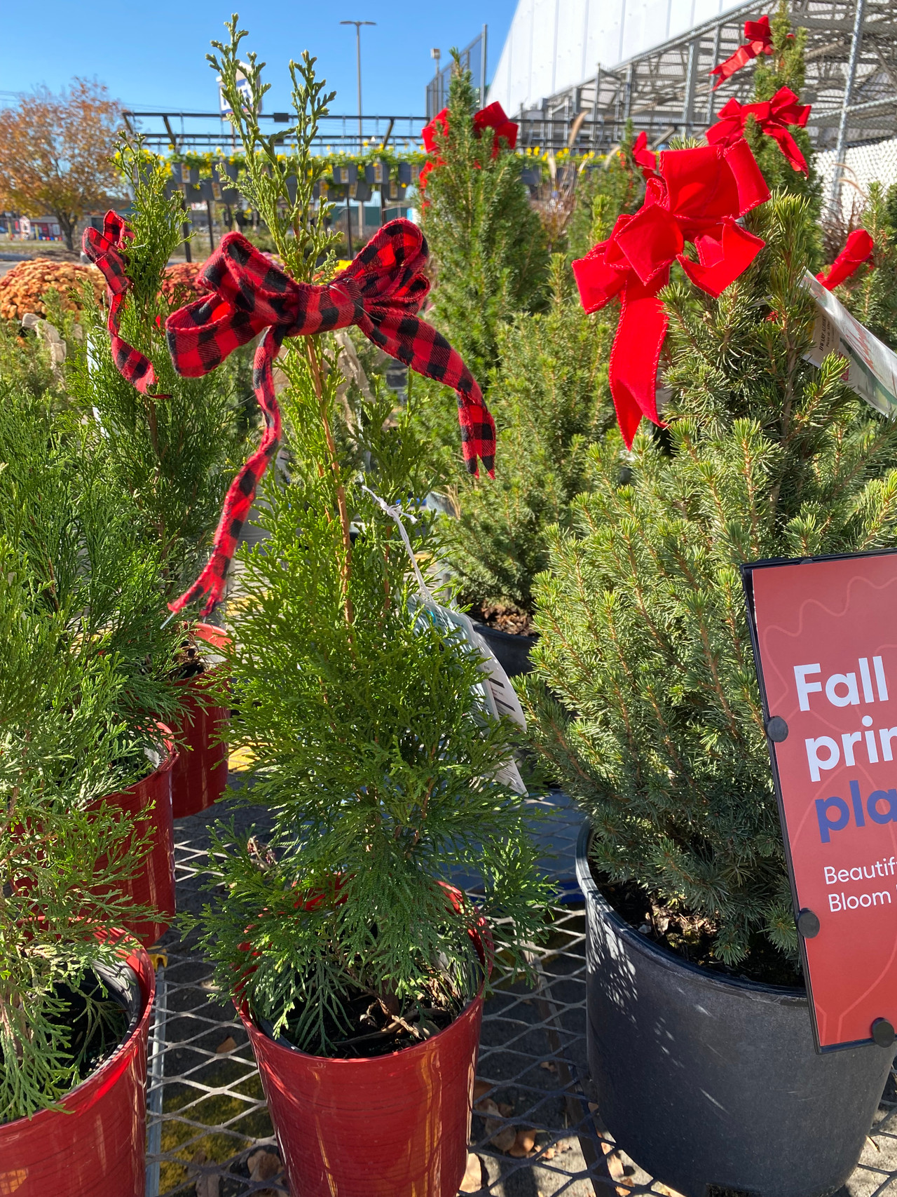 Live Christmas Trees Perennial Nursery