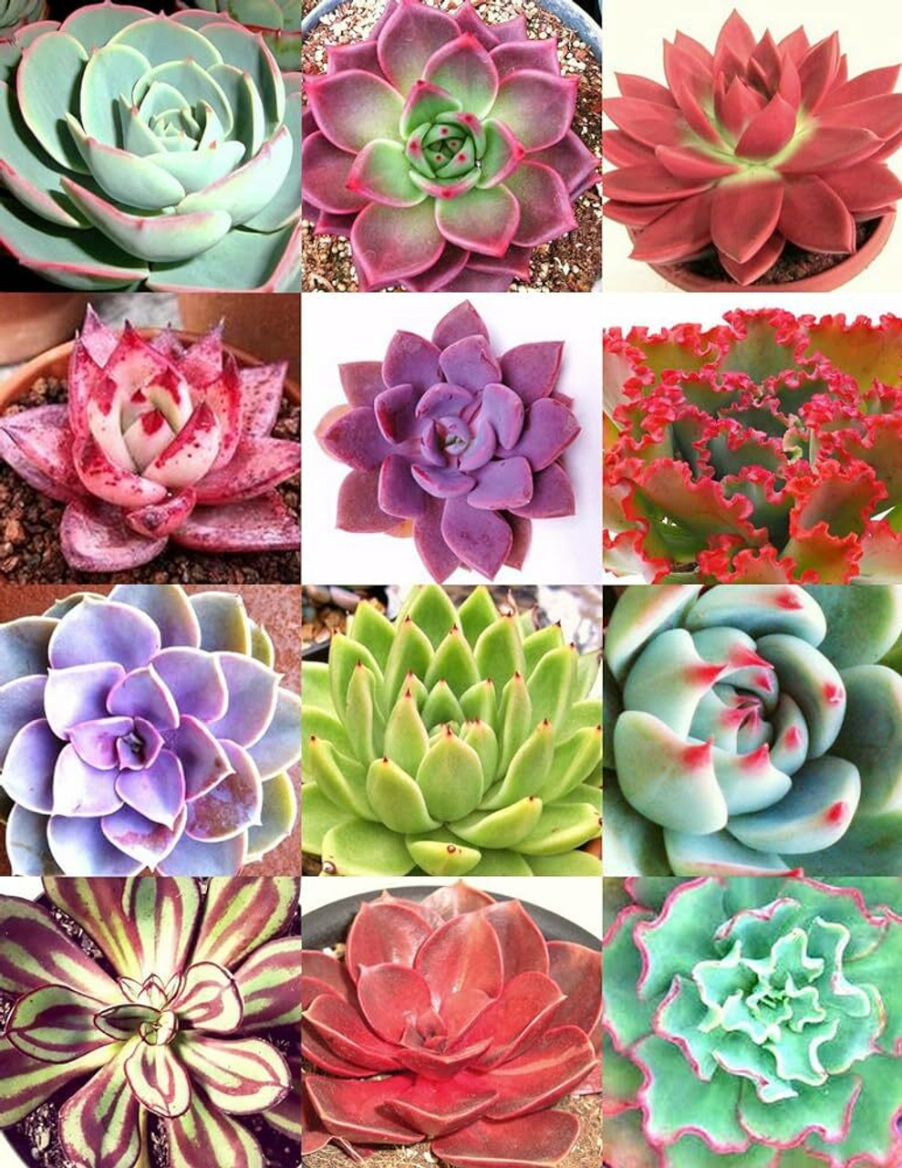 Echeveria