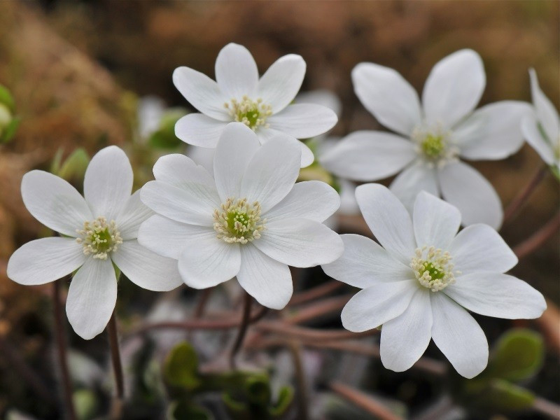 Buy Sharp Lobed Hepatica Wholesale | Native Evergreen