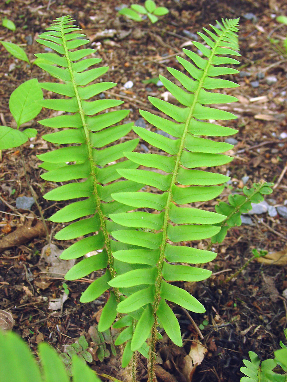 Polystichum acrostichoides перевести