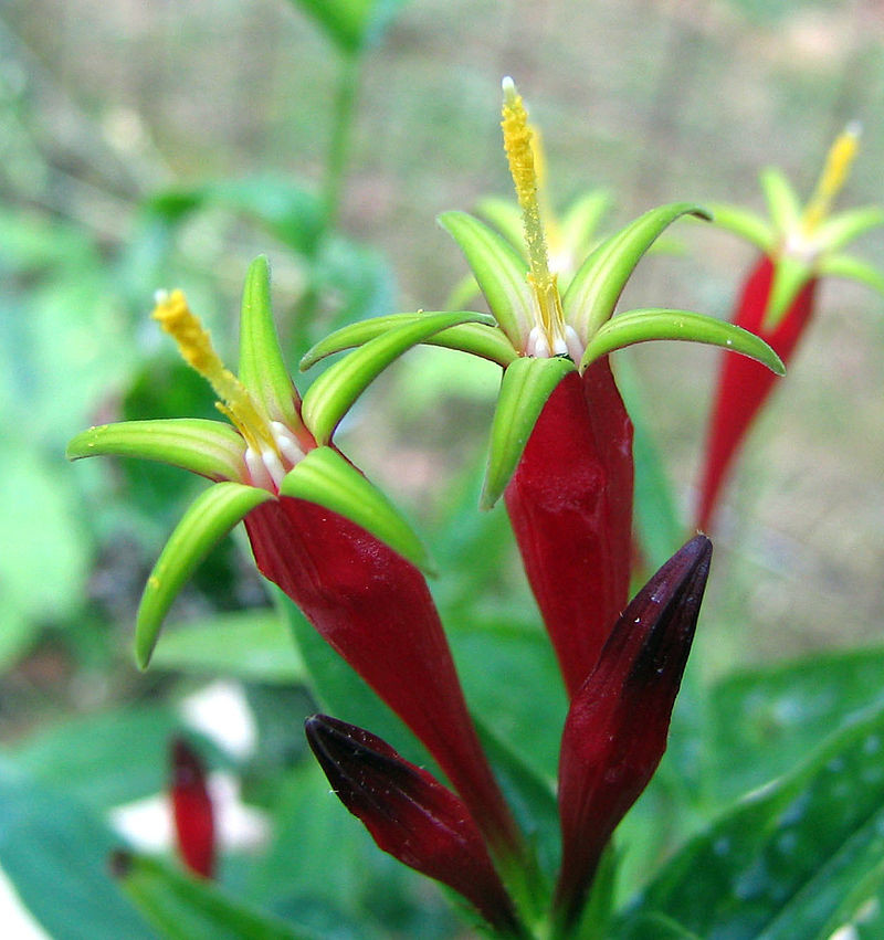 Perennial Nursery Indian Pink - Thumbnail 2