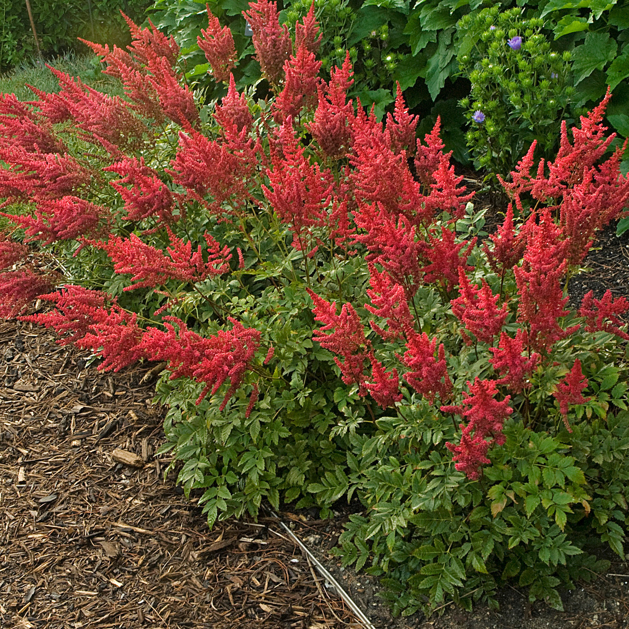 Red Astilbe For Sale | Buy August Light Astilbe Online