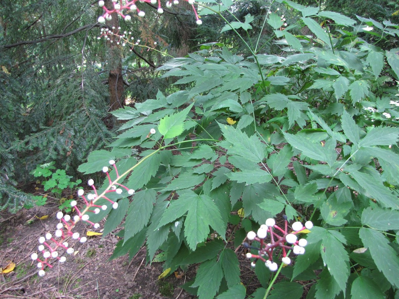 welchen topf für olivenbaum Olea Europaea Olivenbaum – vielgrün