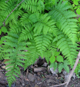 Fiddlehead Fern for sale online