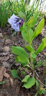 3 of the Best Shade Perennials