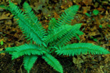 Why Choose Christmas Ferns?