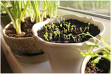 Indoor Gardening Tips from the Experts