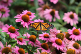 A Top Performing Perennial That Has Exceeded Expectations: The Resilient Coneflower
