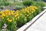 How to Brighten Your Summer Garden: The Stella de Oro Daylily