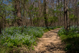 Virginia Bluebell: An Elegant Perennial Gardeners Should Not Overlook