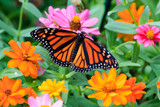 Help Save the Monarch Butterflies with Native Plants