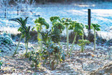 ​Protecting Your Plants from Winter Freezing: 
