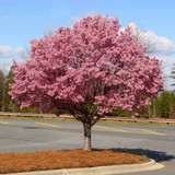 Fall Foliage Trees