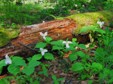 Gardening with Native Plants