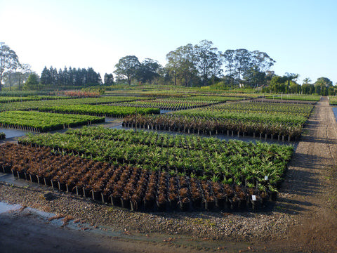 Why Should Landscapers and Homeowners Buy Plants Wholesale? Perennial