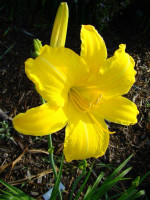 Yellow Daylily