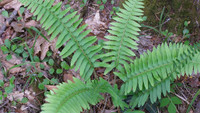 Christmas fern are evergreen perennial ferns.