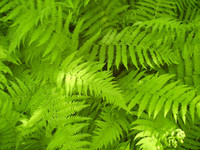 buy Hay Scented Ferns online